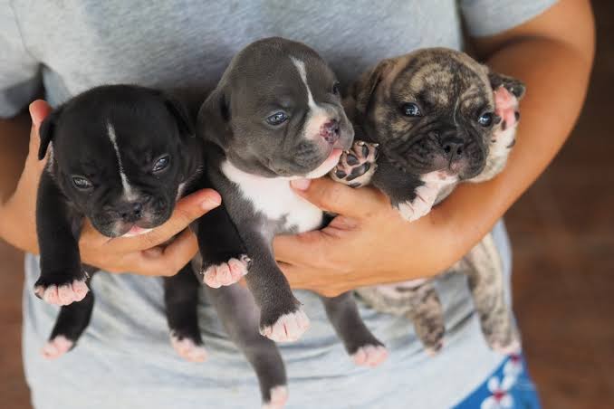 What to Look for When Choosing an XL American Bully Breeder and Puppy